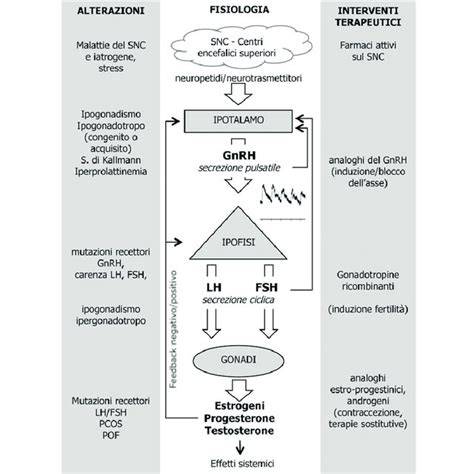 schematizzazione dei componenti della scapigliatura