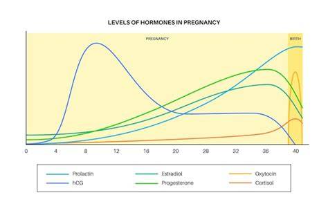grafico ormoni gravidanza hCG e progesterone