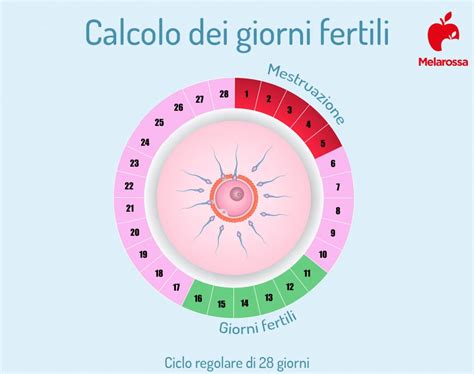 grafico calendario ovulazione e finestre fertili