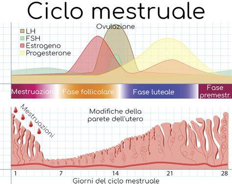 cervice e ciclo mestruale diagramma