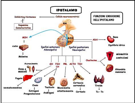 diagramma ipotalamo-ipofisi-gonadotropine