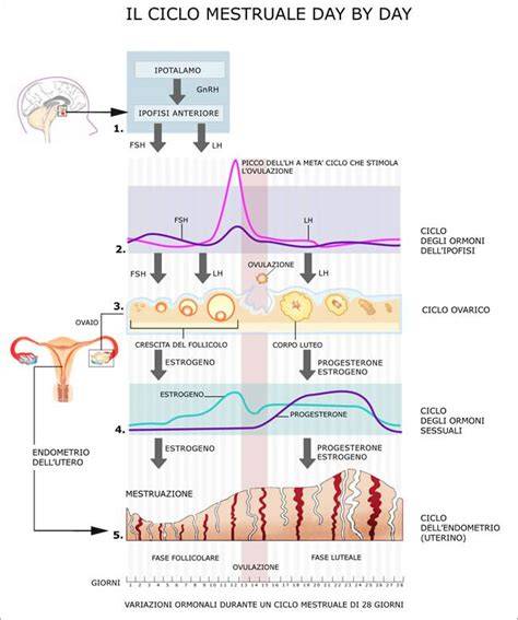 ciclo ovarico e ciclo menstruale confronto