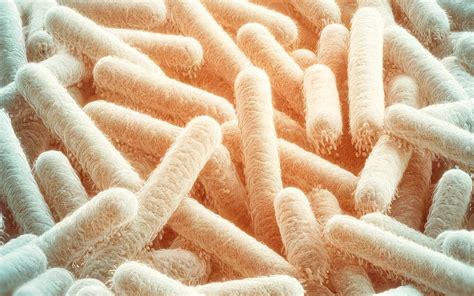 Il ruolo dei lattobacilli nella fertilità