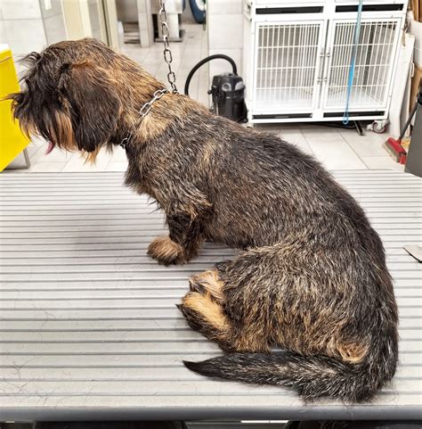 immagine oggetto: cane prima e dopo bagnetto