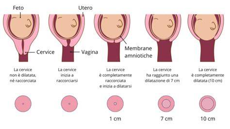 rappresentazione grafica delle tappe della gravidanza