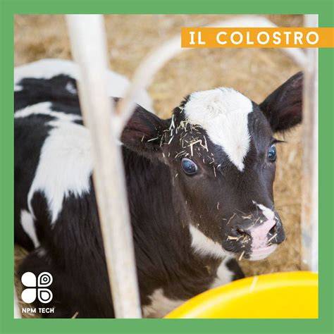 colostro e immunità nel vitello