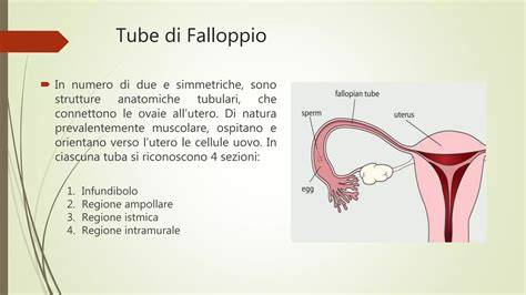 condotti falloppio e permeabilità