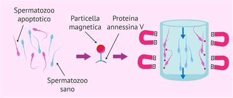 Dispositivo silicio-vetro per selezione spermatozoi