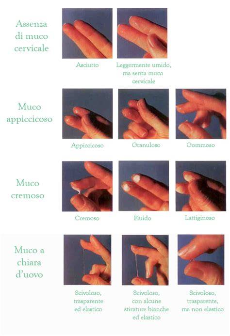 diagramma strutturale del muco cervicale