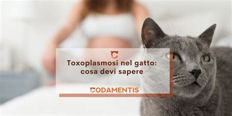 rischio toxoplasmosi infografica