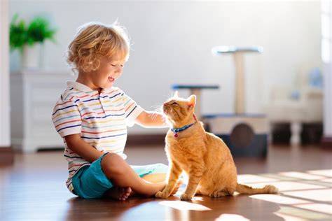 gatto e bambino convivenza consigli
