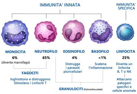 macrofagi e loro funzione nel sistema immunitario