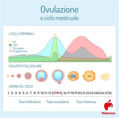 grafico giorni fertili e finestra ovulatoria