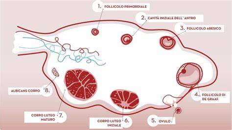 diagramma percorso ovulo vaginale