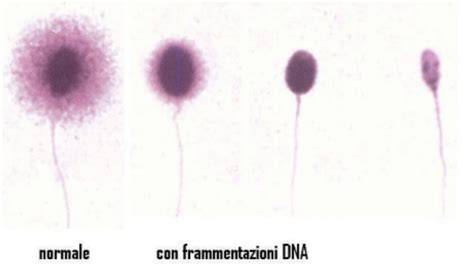 visualizzazione grafica sull'impatto della frammentazione del DNA