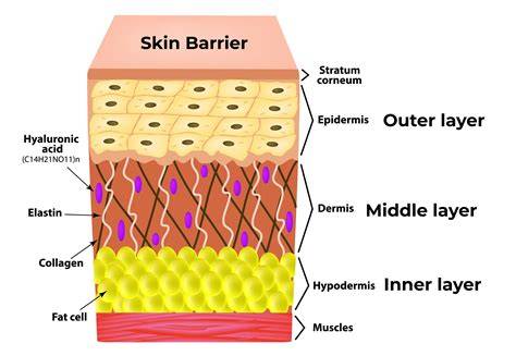 cadey-skin-diagram