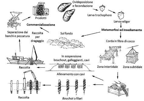 Schema di allevamento delle cozze su corde