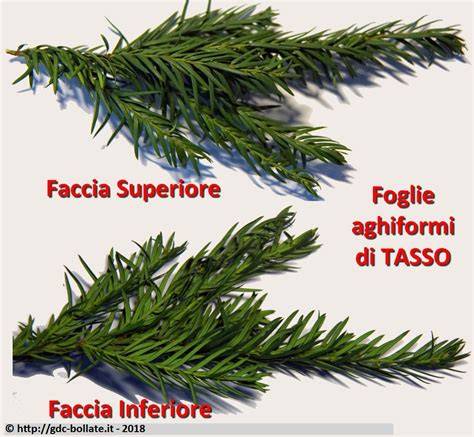 Taxus foglie aghiformi due file rametto