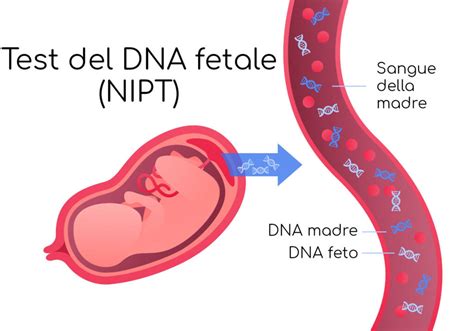 DNA fetale nel sangue materno: schema di analisi